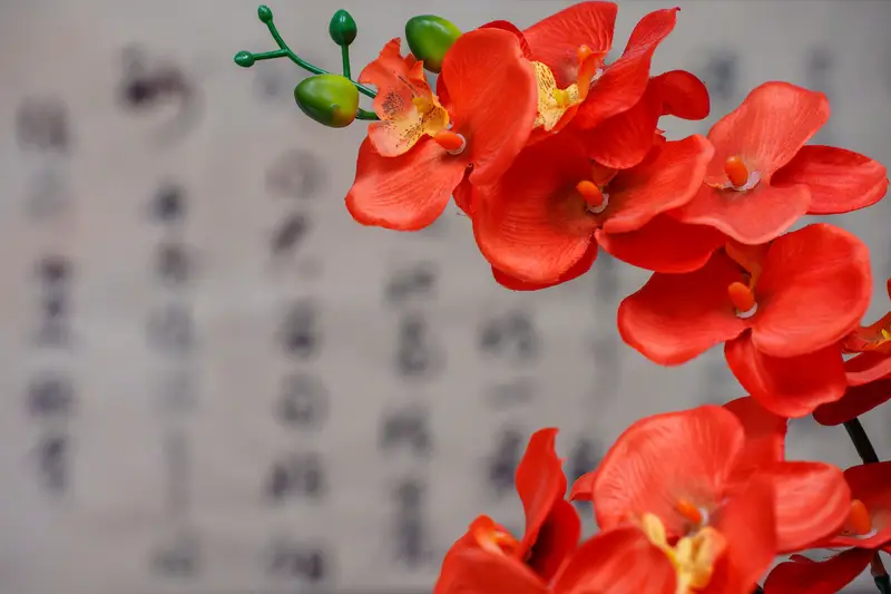 Red orchid with Chinese calligraphy - representing Traditional Chinese Medicine